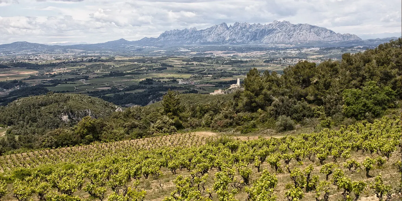 Penedès Wine, Corpinnat and Cava Tour From Barcelona