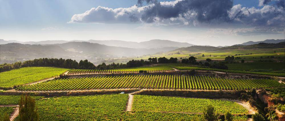 Rolling vineyards in the Penedès wine region near Barcelona