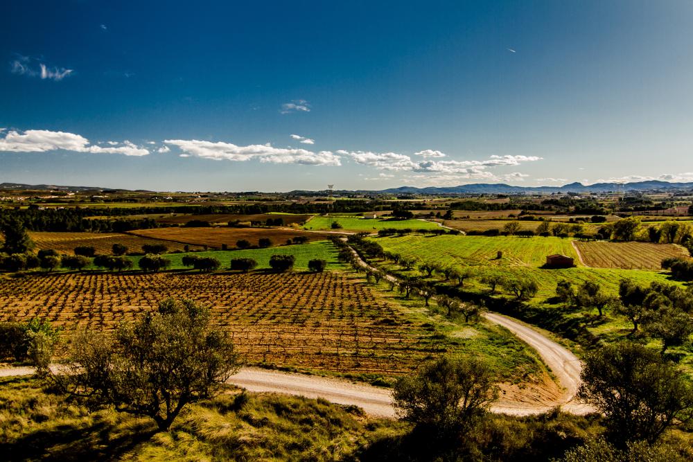 Rolling vineyards of the Penedès wine region near Barcelona, Spain