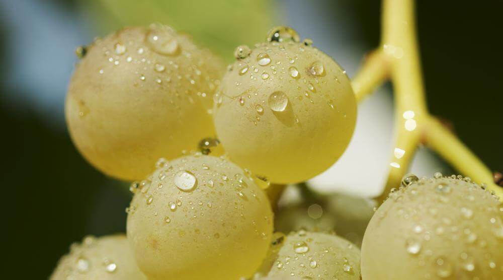 Close-up of ripe Xarel·lo grapes with dew drops on a vine