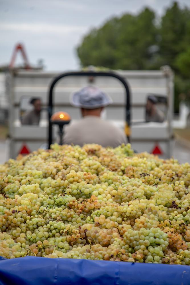 Freshly harvested white grapes in a vineyard near Barcelona, Penedès