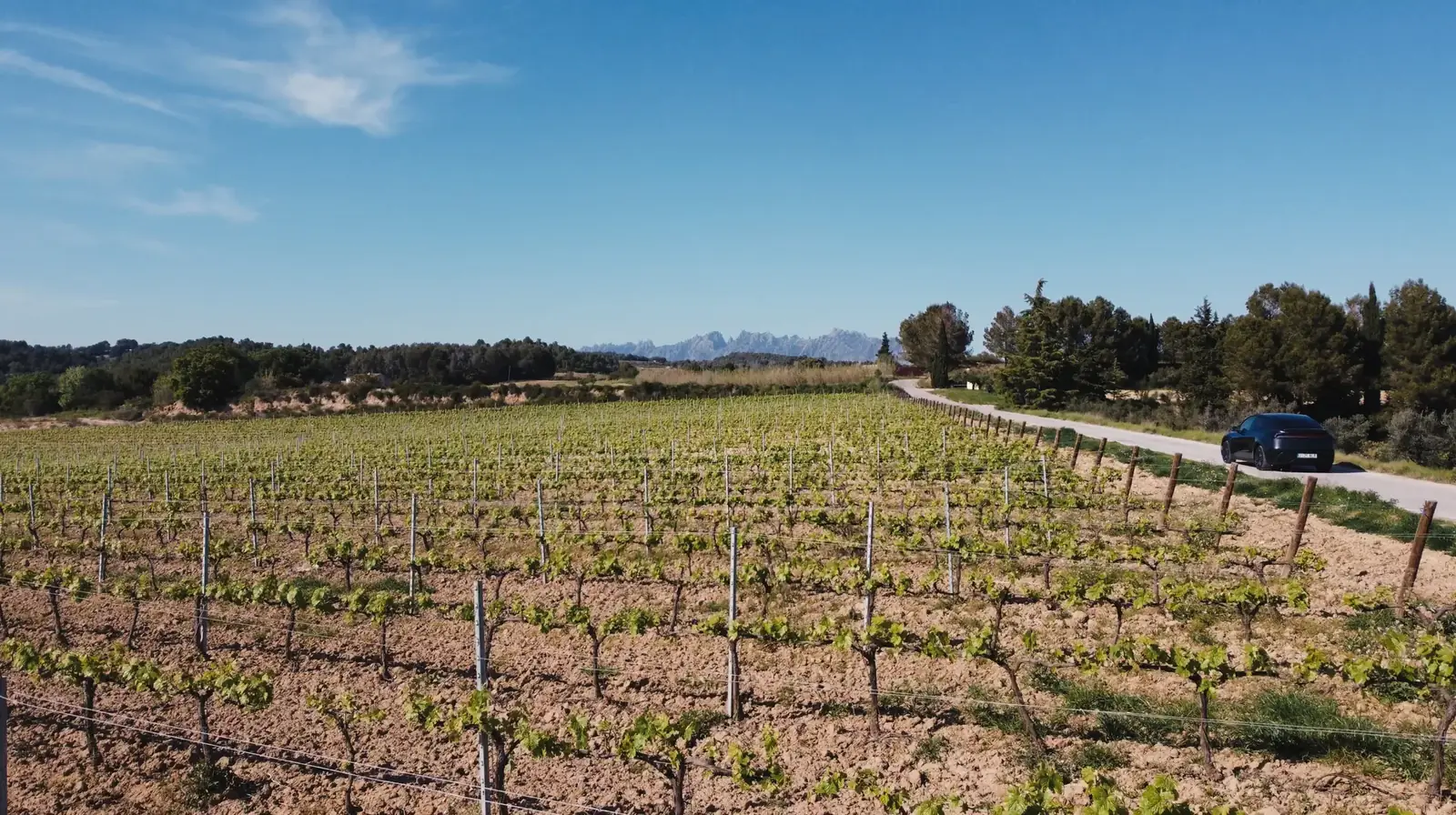 Catalan vineyards with Montserrat rising in the distance